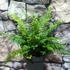 Kép 4/8 - Polystichum setiferum 'Proliferum' - díszes vesepáfrány