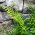 Kép 5/8 - Polystichum setiferum 'Proliferum' - díszes vesepáfrány