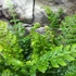 Kép 6/8 - Polystichum setiferum 'Proliferum' - díszes vesepáfrány