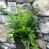 Kép 7/8 - Polystichum setiferum 'Proliferum' - díszes vesepáfrány