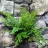 Kép 8/8 - Polystichum setiferum 'Proliferum' - díszes vesepáfrány