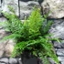 Kép 2/8 - Polystichum setiferum 'Proliferum' - díszes vesepáfrány