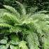 Kép 1/8 - Polystichum setiferum 'Proliferum' - díszes vesepáfrány