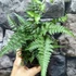 Kép 5/9 - Athyrium var. pictum 'Metallicum' - japán hölgypáfrány