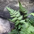 Kép 7/9 - Athyrium var. pictum 'Metallicum' - japán hölgypáfrány
