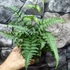 Kép 9/9 - Athyrium var. pictum 'Metallicum' - japán hölgypáfrány
