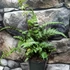 Kép 6/9 - Athyrium var. pictum 'Metallicum' - japán hölgypáfrány