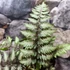 Kép 4/9 - Athyrium var. pictum 'Metallicum' - japán hölgypáfrány