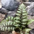 Kép 3/9 - Athyrium var. pictum 'Metallicum' - japán hölgypáfrány