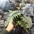 Kép 2/9 - Athyrium var. pictum 'Metallicum' - japán hölgypáfrány