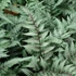 Kép 1/9 - Athyrium var. pictum 'Metallicum' - japán hölgypáfrány