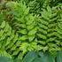 Kép 1/6 - Cyrtomium var. clivicola - magyalpáfrány