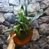 Kép 6/15 - Platycerium bifurcatum - szarvasagancs páfrány, hengeres falapra erősítve