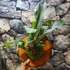 Kép 12/15 - Platycerium bifurcatum - szarvasagancs páfrány, hengeres falapra erősítve
