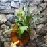 Kép 3/15 - Platycerium bifurcatum - szarvasagancs páfrány, hengeres falapra erősítve