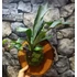 Kép 4/15 - Platycerium bifurcatum - szarvasagancs páfrány, hengeres falapra erősítve