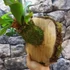 Kép 7/15 - Platycerium bifurcatum - szarvasagancs páfrány, hengeres falapra erősítve