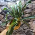 Kép 2/15 - Platycerium bifurcatum - szarvasagancs páfrány, hengeres falapra erősítve