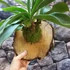 Kép 5/15 - Platycerium bifurcatum - szarvasagancs páfrány, hengeres falapra erősítve