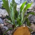 Kép 10/15 - Platycerium bifurcatum - szarvasagancs páfrány, hengeres falapra erősítve
