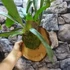 Kép 11/15 - Platycerium bifurcatum - szarvasagancs páfrány, hengeres falapra erősítve