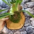 Kép 14/15 - Platycerium bifurcatum - szarvasagancs páfrány, hengeres falapra erősítve