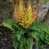 Kép 1/5 - Dryopteris wallichiana 'Jurassic Gold'