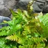 Kép 3/5 - Dryopteris wallichiana 'Jurassic Gold'