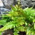 Kép 4/5 - Dryopteris wallichiana 'Jurassic Gold'