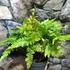 Kép 5/5 - Dryopteris wallichiana 'Jurassic Gold'