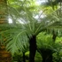Kép 1/7 - Blechnum 'Silver Lady'