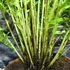 Kép 7/7 - Blechnum 'Silver Lady'