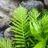 Kép 4/7 - Blechnum 'Silver Lady'