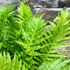 Kép 2/7 - Blechnum 'Silver Lady'