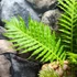 Kép 5/7 - Blechnum 'Silver Lady'