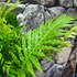 Kép 6/7 - Blechnum 'Silver Lady'