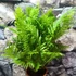 Kép 3/7 - Blechnum 'Silver Lady'