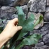 Kép 4/7 - Platycerium bifurcatum, szarvasagancs páfrány
