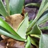 Kép 5/7 - Platycerium bifurcatum, szarvasagancs páfrány