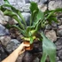Kép 6/7 - Platycerium bifurcatum, szarvasagancs páfrány