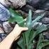 Kép 2/7 - Platycerium bifurcatum, szarvasagancs páfrány