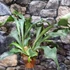 Kép 1/7 - Platycerium bifurcatum, szarvasagancs páfrány