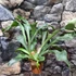 Kép 7/7 - Platycerium bifurcatum, szarvasagancs páfrány