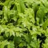 Kép 1/9 - Asplenium scolopendrium 'Cristatum'