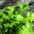 Kép 3/9 - Asplenium scolopendrium 'Cristatum'