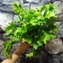 Kép 4/9 - Asplenium scolopendrium 'Cristatum'