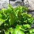 Kép 5/9 - Asplenium scolopendrium 'Cristatum'