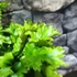 Kép 7/9 - Asplenium scolopendrium 'Cristatum'