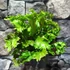 Kép 2/9 - Asplenium scolopendrium 'Cristatum'