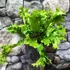Kép 9/9 - Asplenium scolopendrium 'Cristatum'